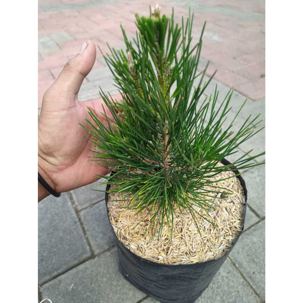 Jual Japanese Black Pine: Ketenangan Jepang dalam Kecantikan Pohon ...