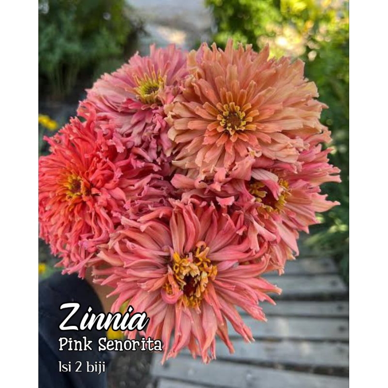 Jual Zinnia pink senorita benih | Shopee Indonesia