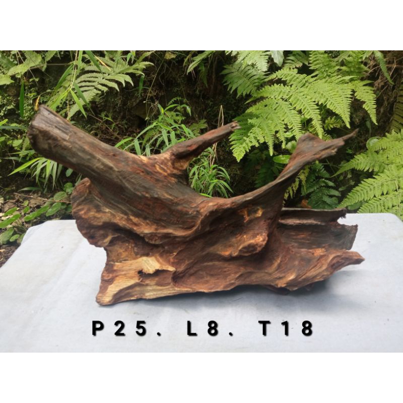 Jual kayu rentek aquascape murah (Sudah Tenggelam) | Shopee Indonesia