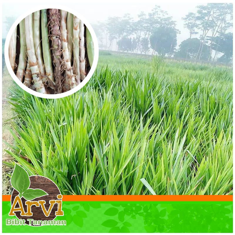 Jual bibit rumput odot, rumput gajah, kolonjono pakan ternak beli 5 ...