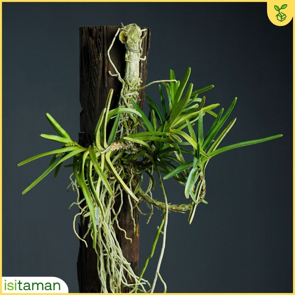 Jual Anggrek Vanda Murah Ascocentrum miniatum | Vanda mini | Shopee ...