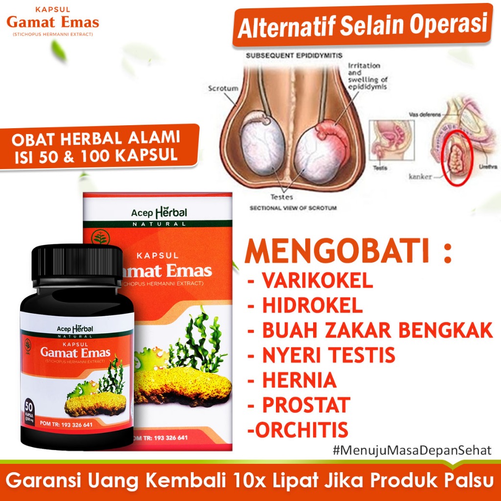 Jual Obat Buah Zakar Bengkak Varikokel Hidrokel Hernia Orchitis Nyeri