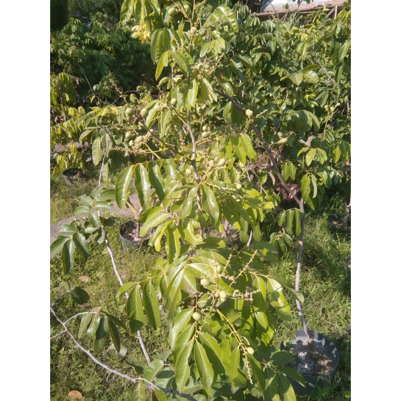 Jual klengkeng matalada besar berbunga atau pentil | Shopee Indonesia