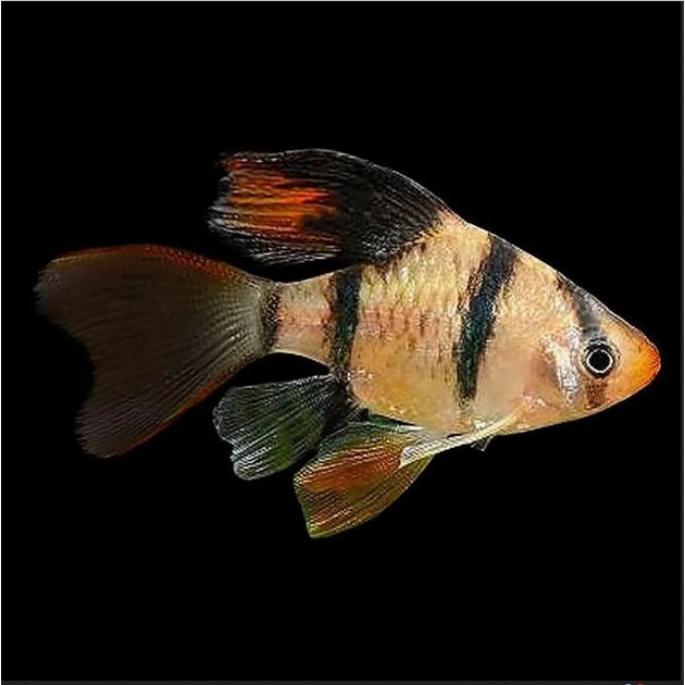 Jual Ikan Sumatra Tiger Slayertiger Barb Slayer Ikan Hias Akuarium