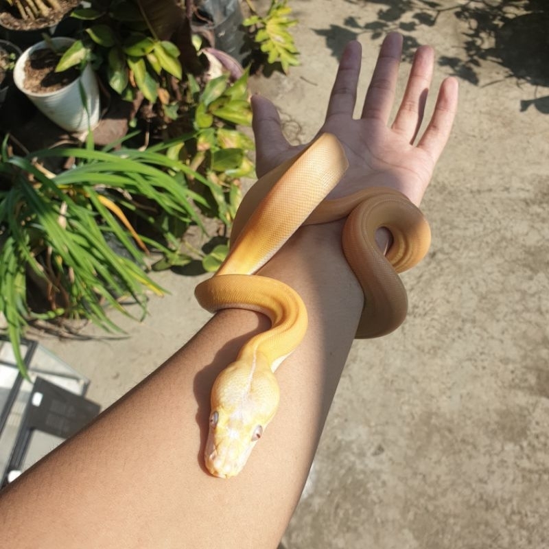 Jual mainan retic albino 4 gen (albino, golden child, tiger/super tiger ...