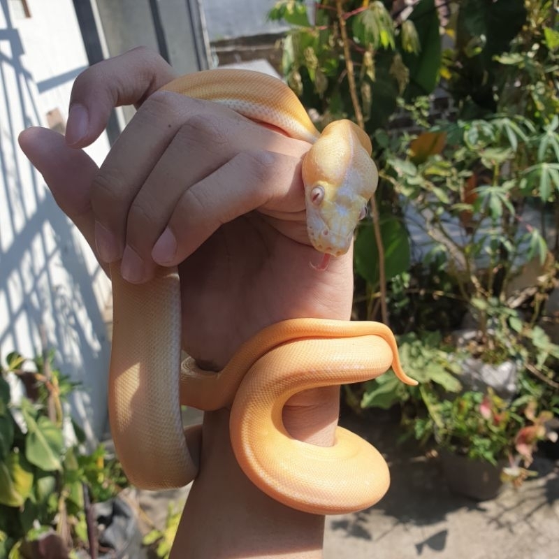 Jual mainan retic albino 4 gen (albino, golden child, tiger/super tiger ...
