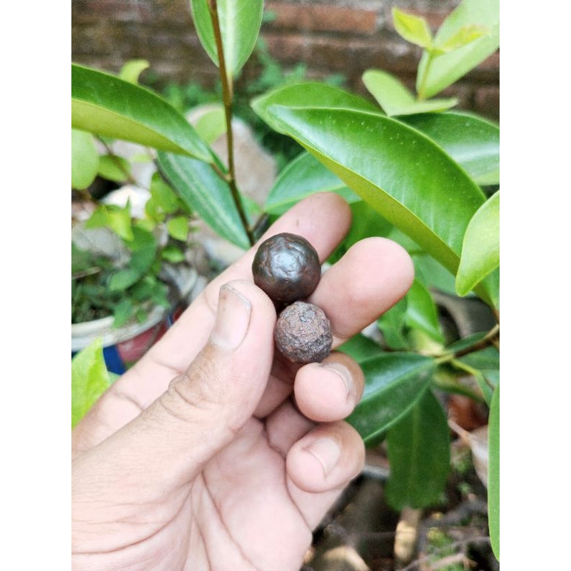 Jual Munta besi | Shopee Indonesia