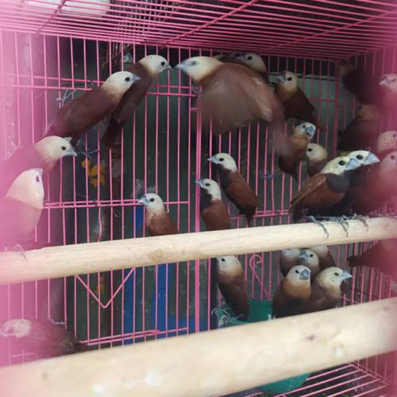 Harga Burung Emprit Warna Warni: Informasi Lengkap dan Terupdate