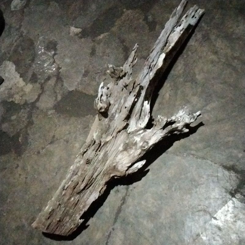 Jual kayu rentek jumbo asquacape | Shopee Indonesia