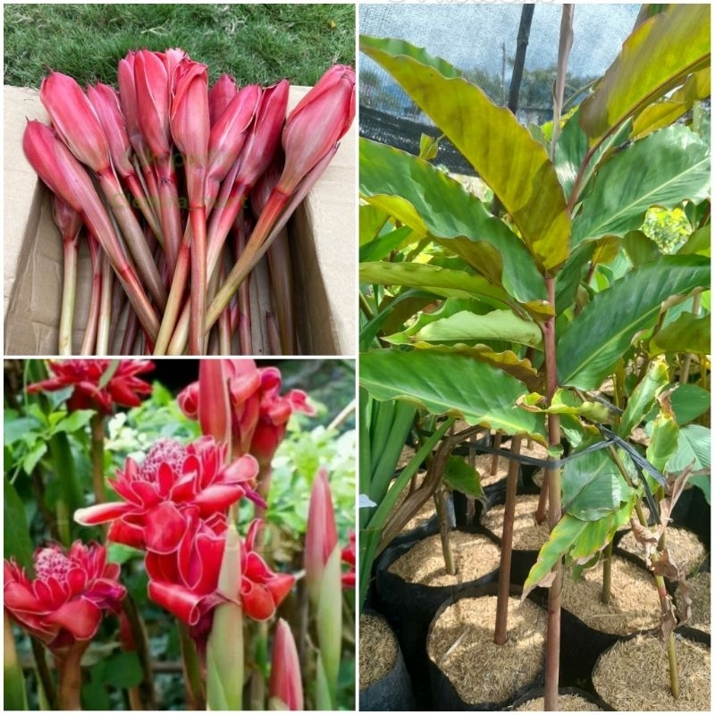 Jual Tanaman Kecombrang Merah / Combrang / Kantan Merah / Honje Merah ...