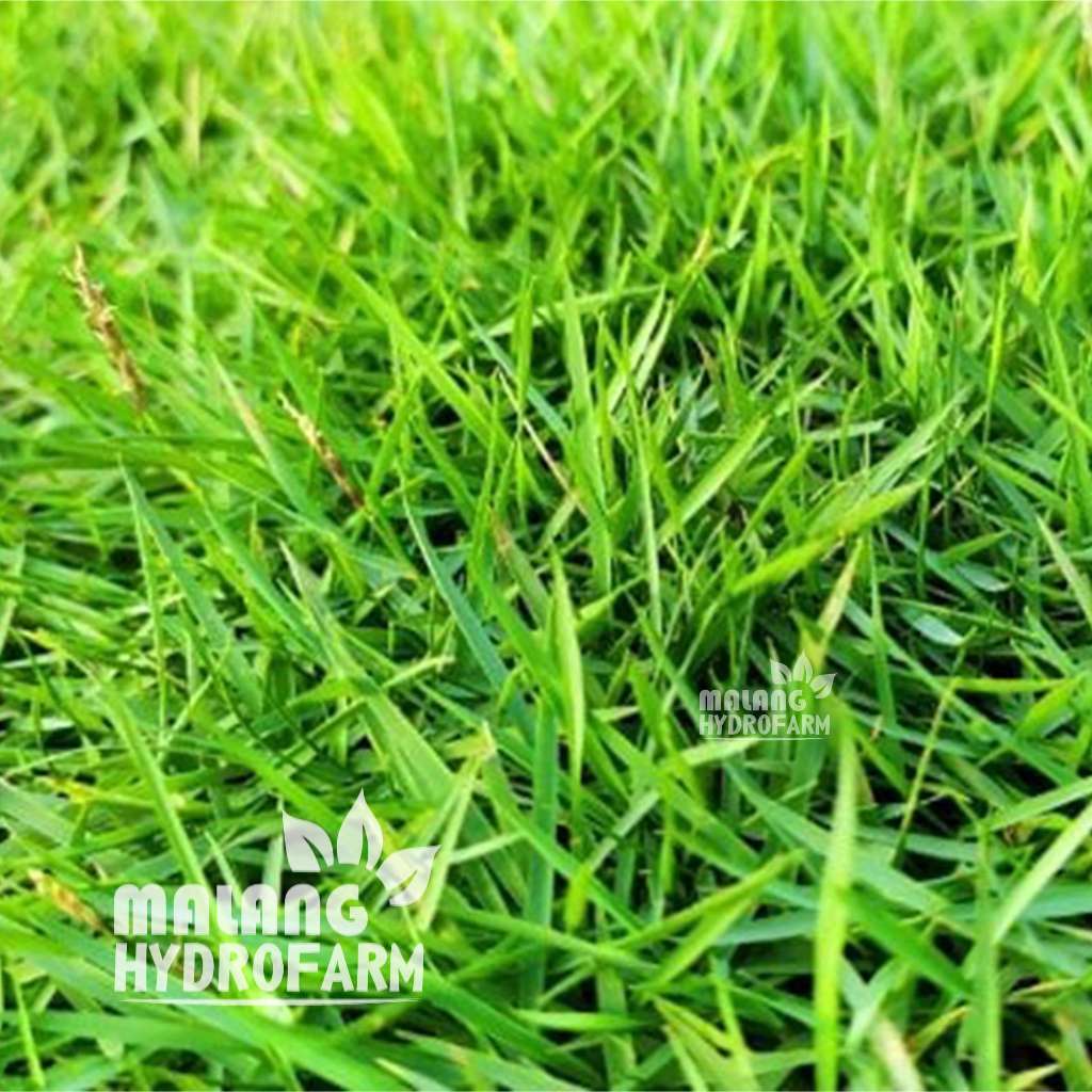 Jual Benih Rumput Jepang Unggulan Berkualitas biji bibit repack ...