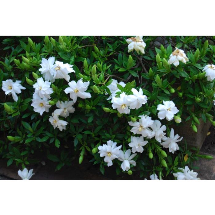 Jual BIBIT BUNGA CEPLOK PIRING / BUNGA KACA PIRING / CEPIRING ...
