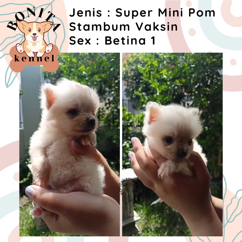 Jual best sale teacup pomeranian