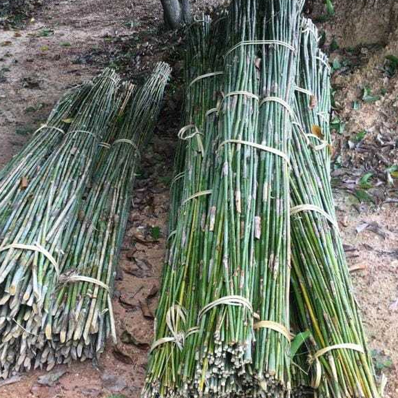 Jual dahan bambu ajir tanaman rambat 50 cm bambu bulat kecil | Shopee ...