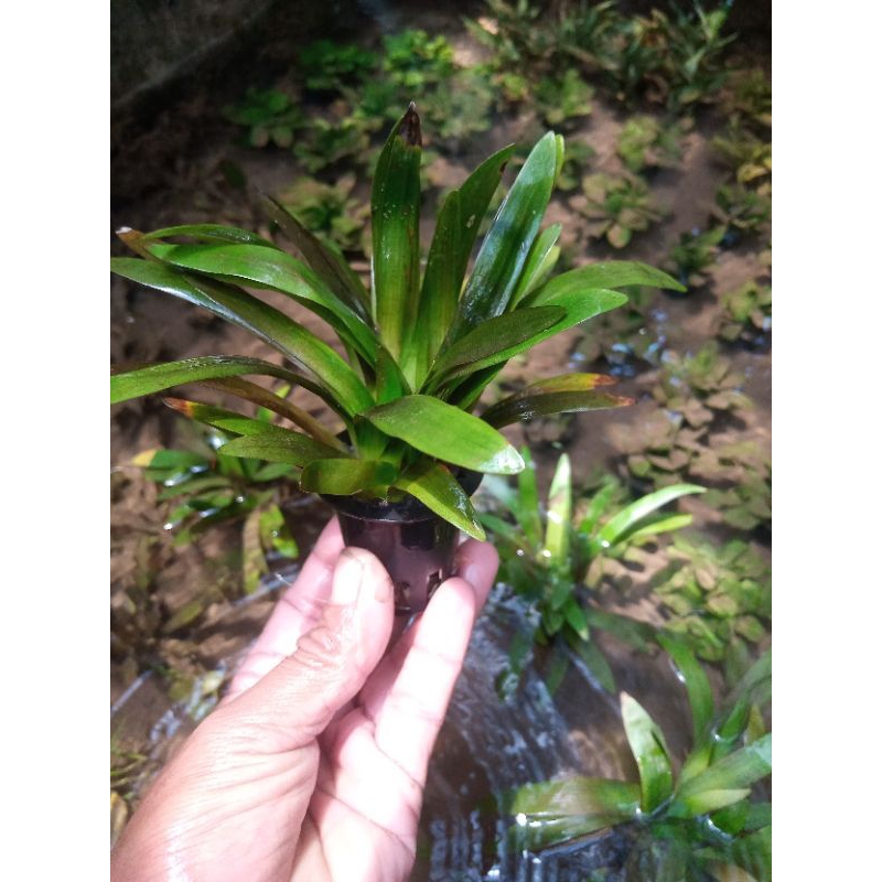 Jual taneman aquascep sabulata | Shopee Indonesia
