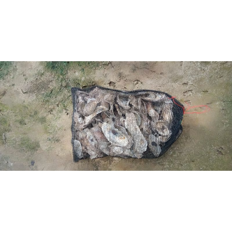 Jual media Filter kimiawi kulit oyster ukuran 40x30 cm Shopee Indonesia