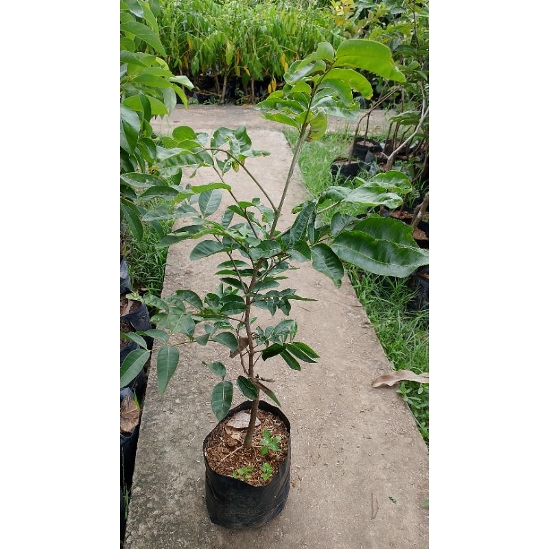 Jual klengkeng matalada 50-75cm | Shopee Indonesia