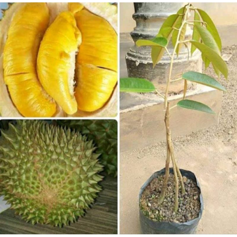 Jual Bibit Durian Musangking Kaki 3 Kirim Full Media Ukuran 1 5 Meter