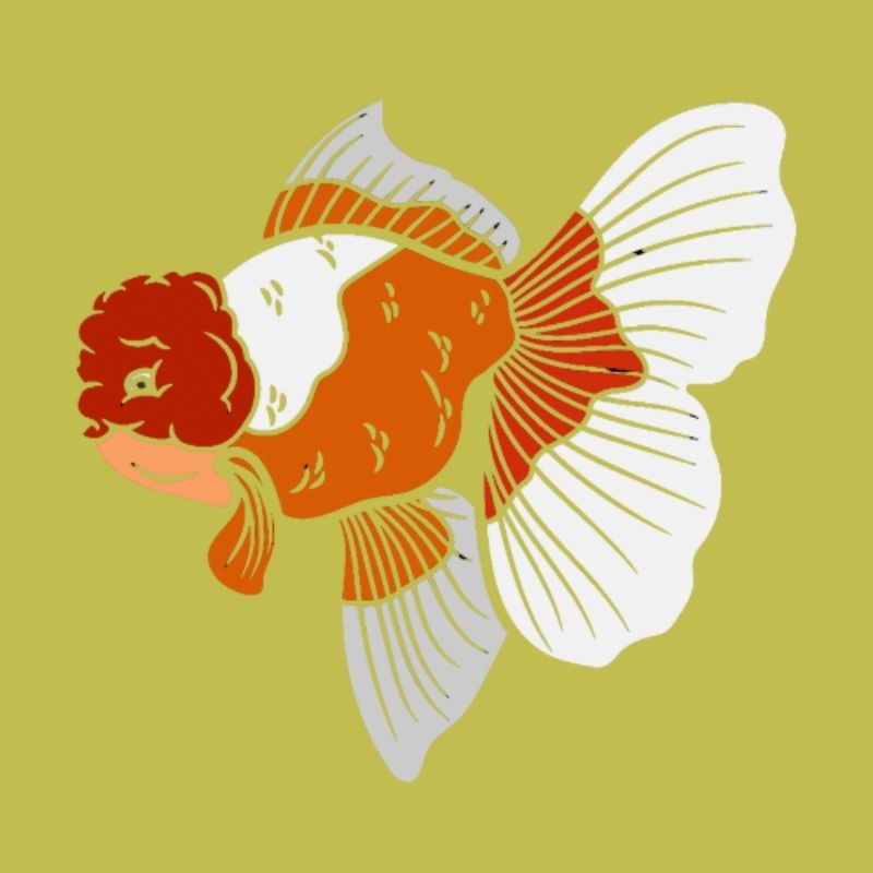 Jual Sticker Koki Oranda 3Colour dan Panda 1 Ekor | Shopee Indonesia
