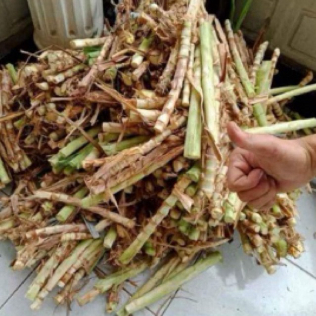Jual BIBIT RUMPUT ODOT PAKAN TERNAK SAPI KAMBING DOMBA | Shopee Indonesia