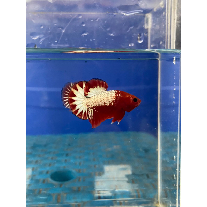 Jual fccp redhead | Shopee Indonesia
