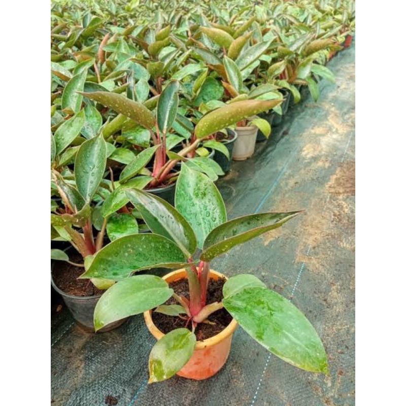 Jual Tanaman Hias Philo Red Kongo - Philodendrone Red Congo - Philo ...