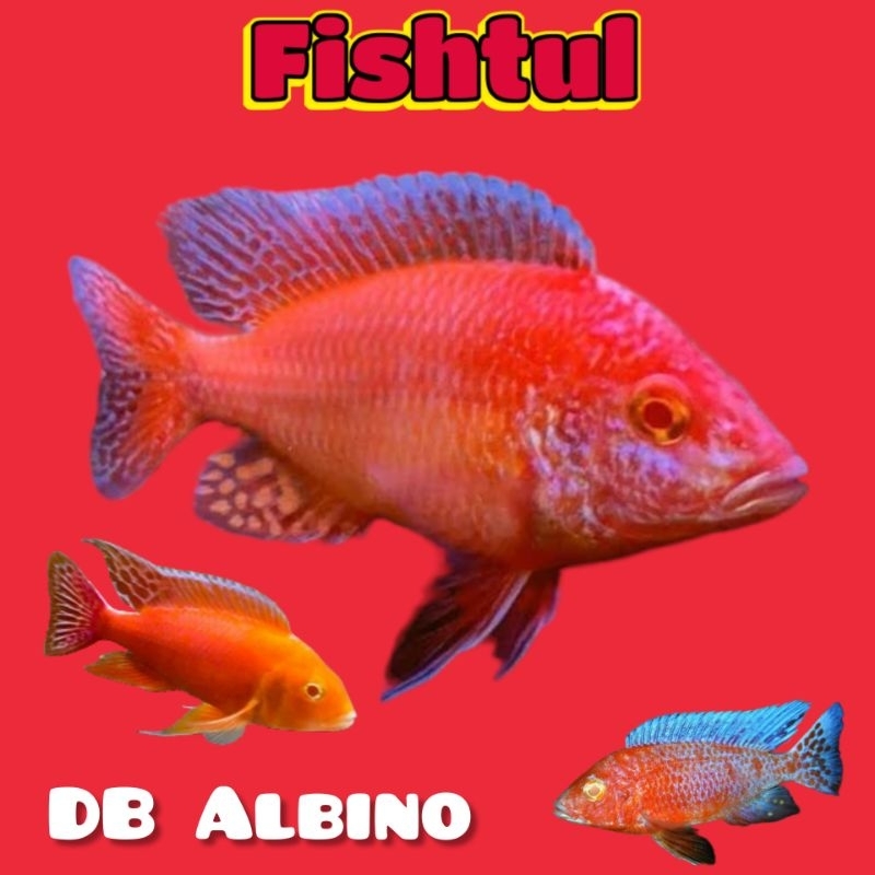 Jual Cichlid Dragon Blood Albino 8 12 cm | Shopee Indonesia