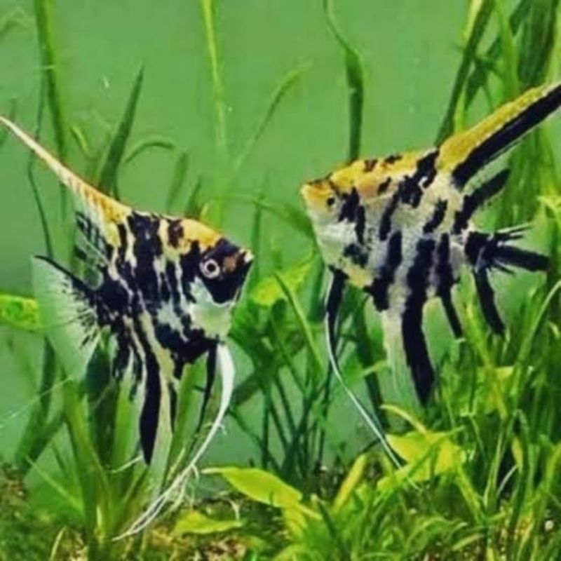 Jual IKAN MANFISH THREE COLOR | Shopee Indonesia