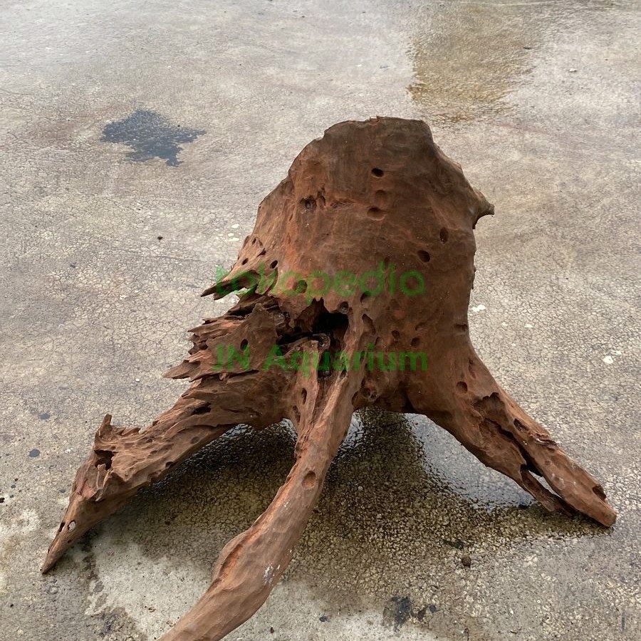 Jual Akar Kayu Rentek Jumbo Hiasan Aquarium Aquascape 50x50x30 | Shopee ...