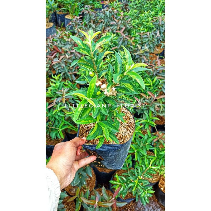 Bibit Tanaman Buah Jambu Kerikil (kondisi sudah berbunga/berbuah)