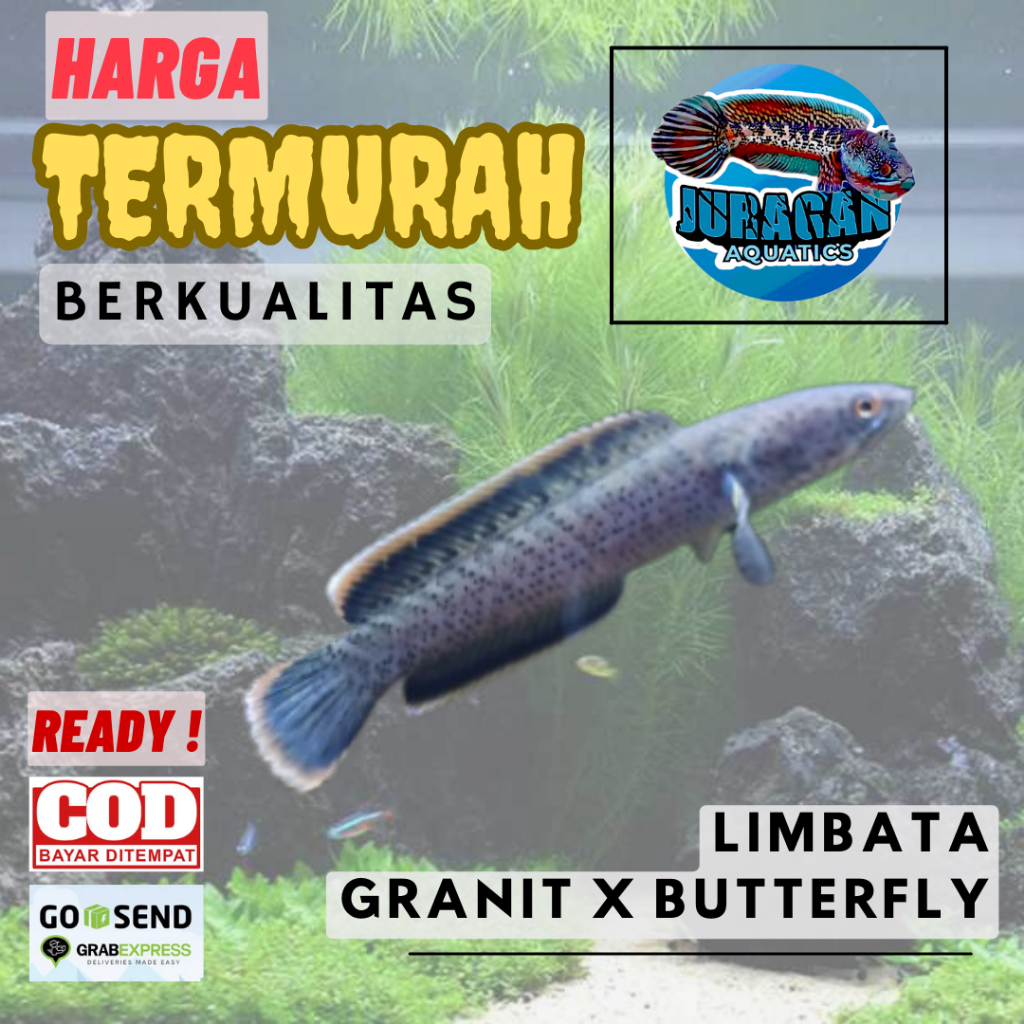 Jual Limbata Granit Galak - Limbata - Limbata Granit x Butterfly Full ...