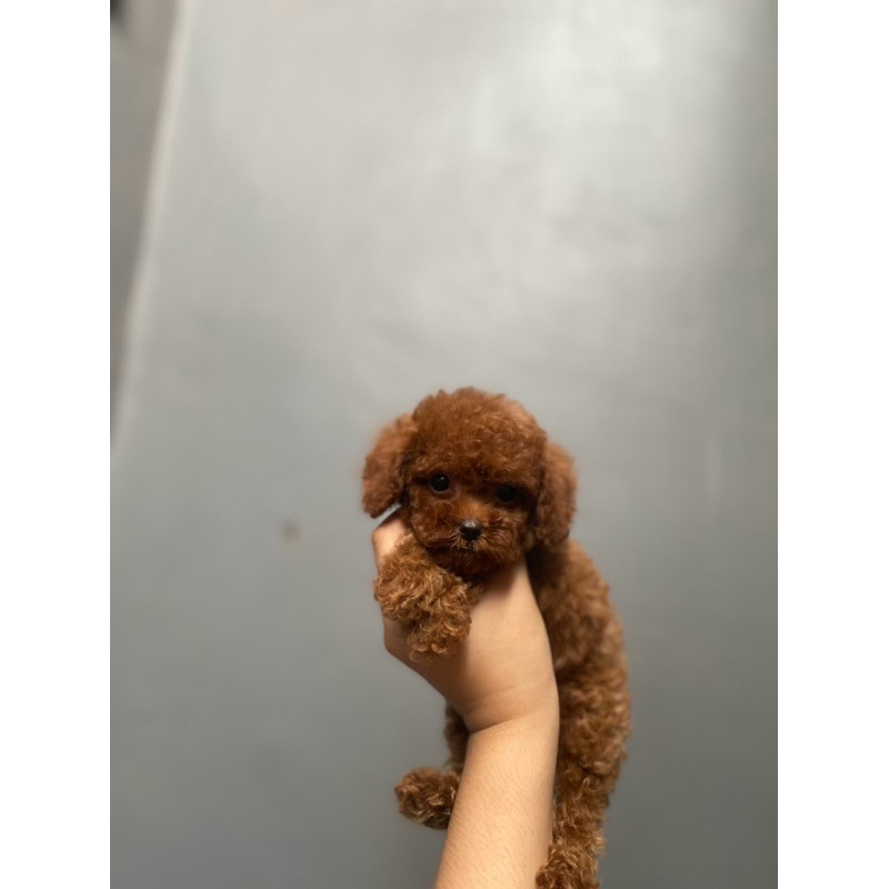 Jual Teacup Poodle Female Stambom sisa pembayaran Shopee Indonesia