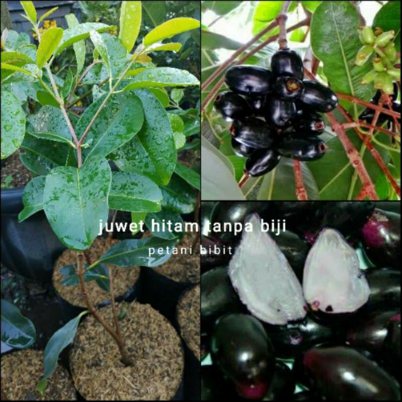 Bibit Juwet Jamblang/Duwet Hitam. Asli tanaman genjah cepat berbuah lebat...