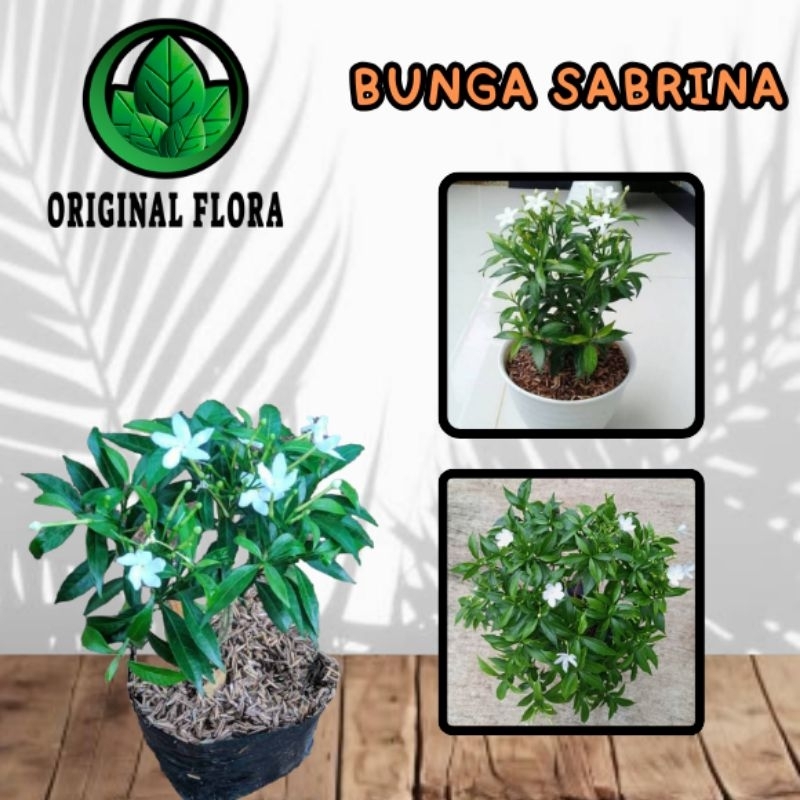 Jual Sabrina Tanaman Sabrina Tanaman Hias Melati Rombusa Bibit Sabrina ...