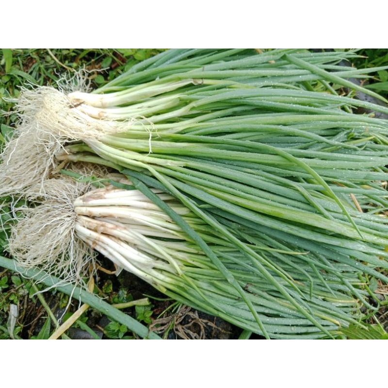 Jual Bawang Prei Terlengkap & Harga Terbaru Mei 2026 | Shopee Indonesia