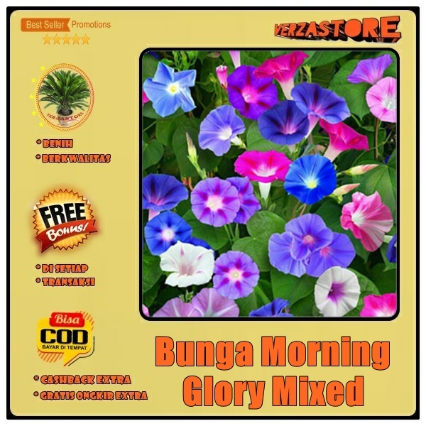 Jual biji benih bunga morning glory mixed flowers / 5 biji | Shopee ...