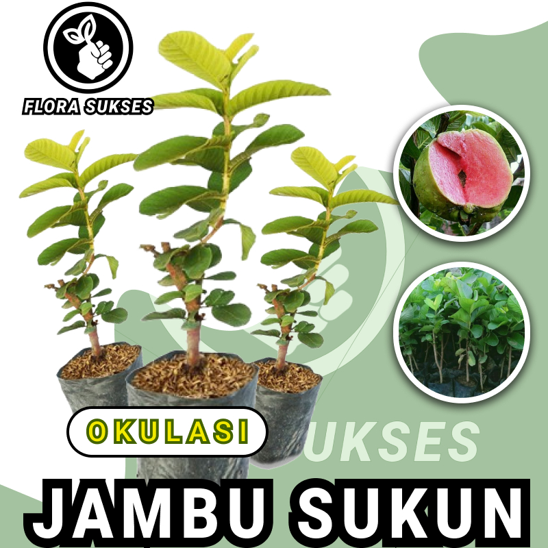 Bibit Tanaman Jambu Sukun Merah Non Biji Okulasi Bibit Jambu Sukun