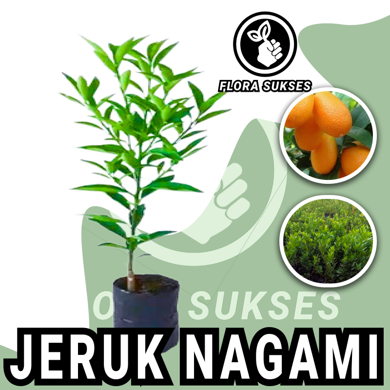 Jual Bibit Tanaman Jeruk Nagami Bibit Jeruk Nagami Shopee Indonesia 6637