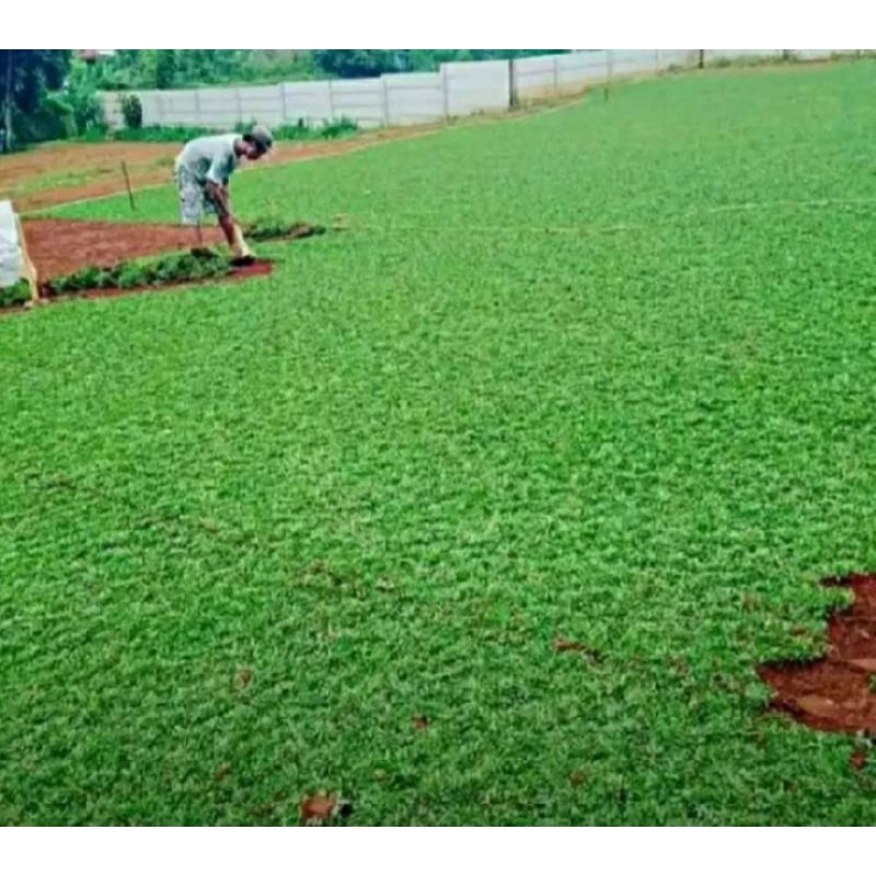 Jual Pemasangan rumput gajah mini area Jabodetabek | Shopee Indonesia