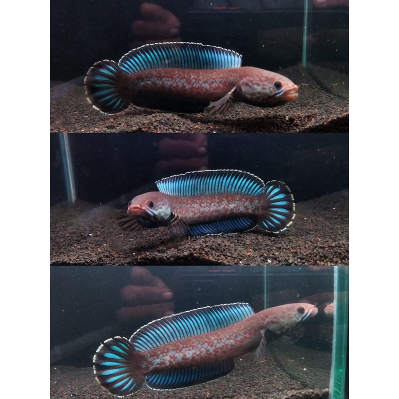 Jual box ANDRAO HIGHFIN SUPER GONDRONG EKOR OREN | Shopee Indonesia