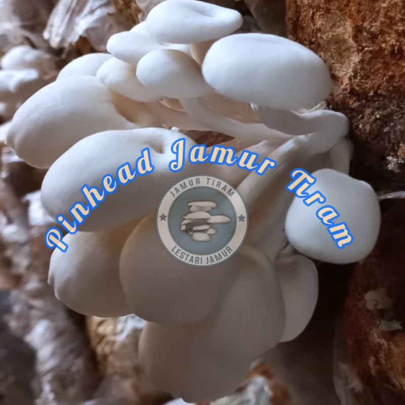 Jual BAGLOG JAMUR TIRAM PUTIH & COKLAT, UKURAN 20X35 CM, BERAT 1,4/1,5