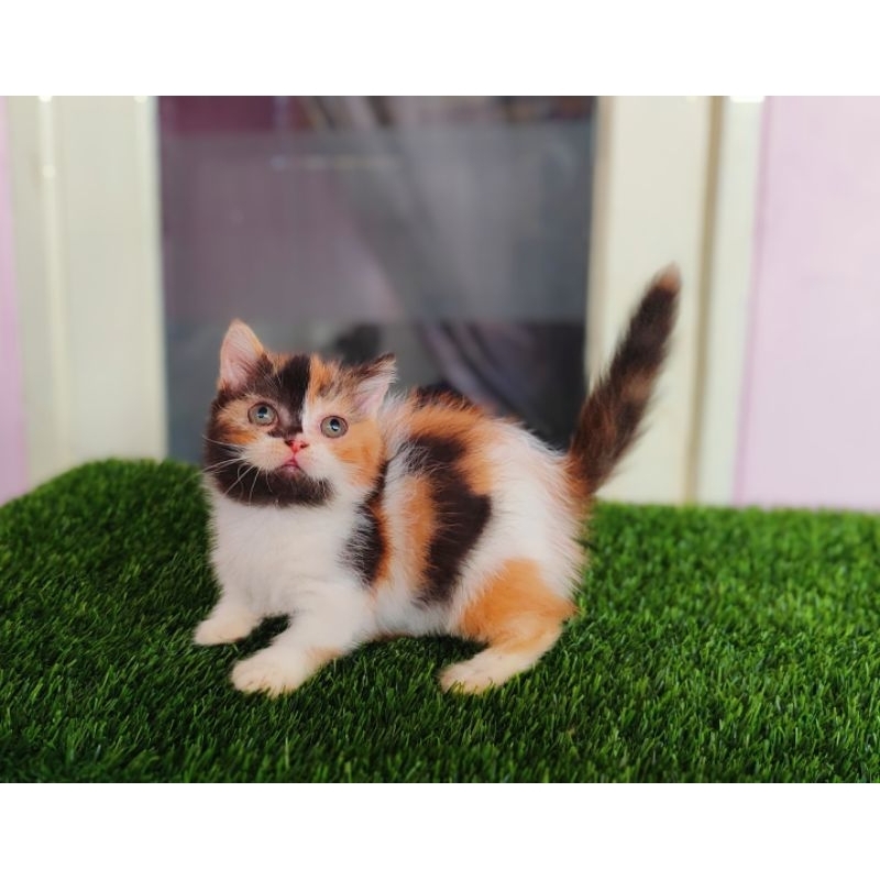 Jual kucing kitten kaki pendek munchkin x BSH calico (BISA PAYLETTER