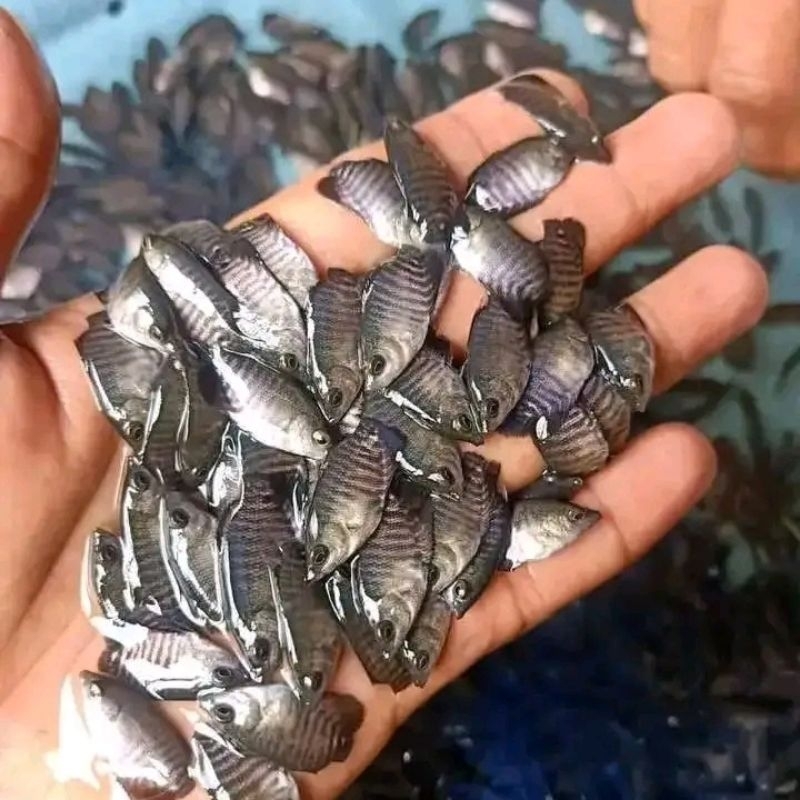 Jual Tetlarias Paket Ekor Bibit Ikan Gurame Ukuran Ngeramo Shopee Indonesia