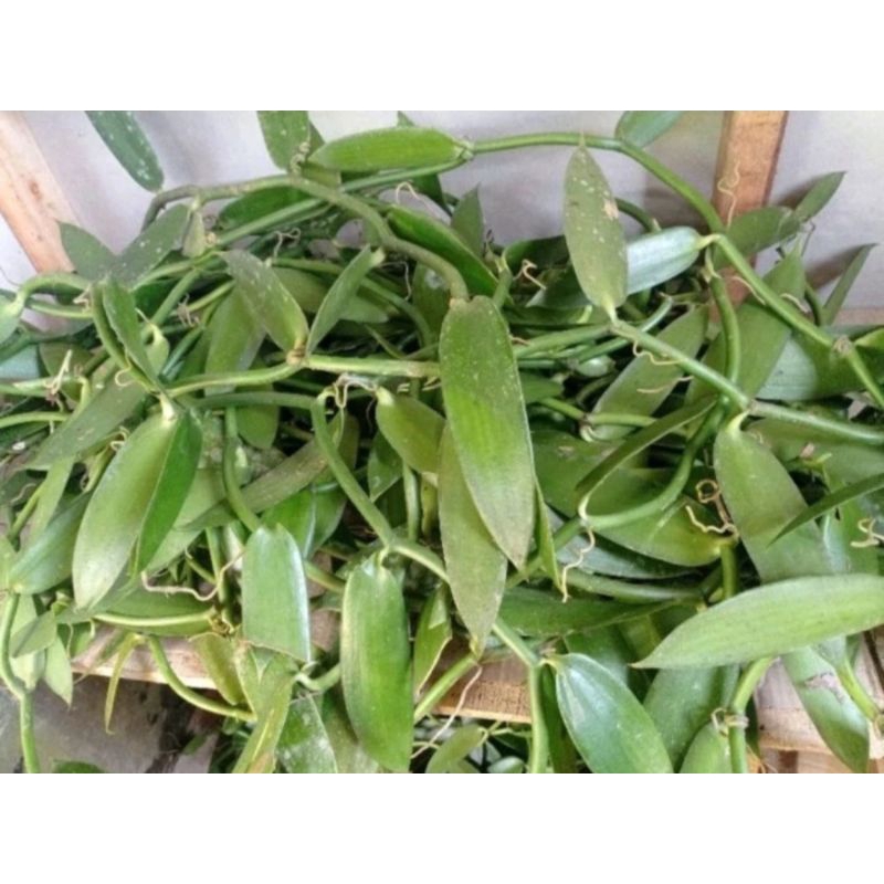 Jual Bibit panili vanili Ungul Steck siap tanam 1 meter | Shopee Indonesia