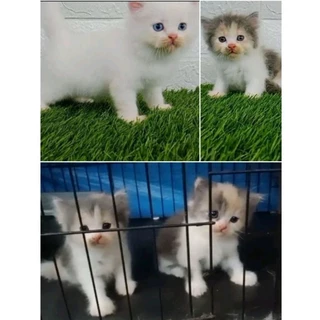 Jual Kucing Odd Eyes Terlengkap & Harga Terbaru April 2024 | Shopee ...