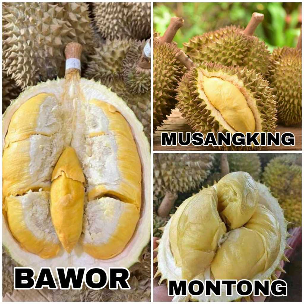 Jual Paket 3 Bibit Tanaman Buah Durian Bawor Musangking Montong