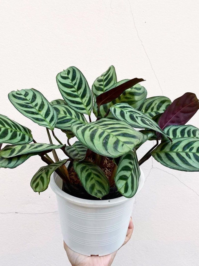 Jual TANAMAN HIAS CALATHEA STROMATA | Shopee Indonesia