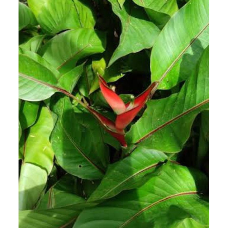 Jual pisang betet/pisang udang/pisang bali(dwarf jamaica heliconia ...