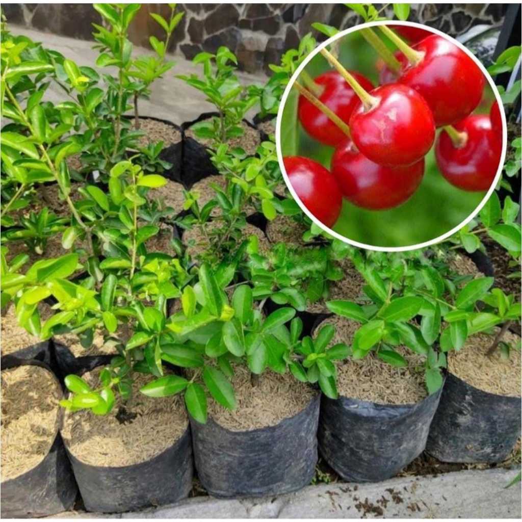 Jual Bibit Tanaman Buah Ceri Cherry vietnam | Shopee Indonesia
