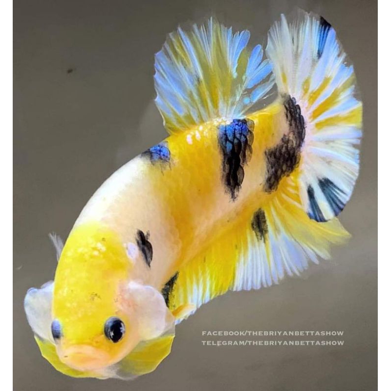 Jual YELLO BASSE HMPK | Shopee Indonesia